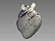 Serce świni - Obraz 3D